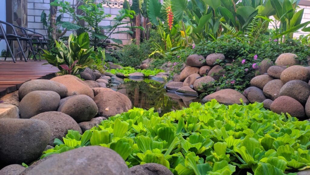 Natural Pond: Oasis Mini di Halaman Rumah